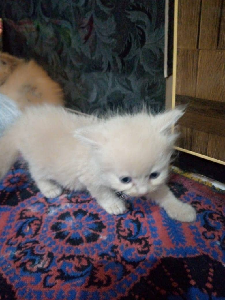 Persian kittens double coated 3