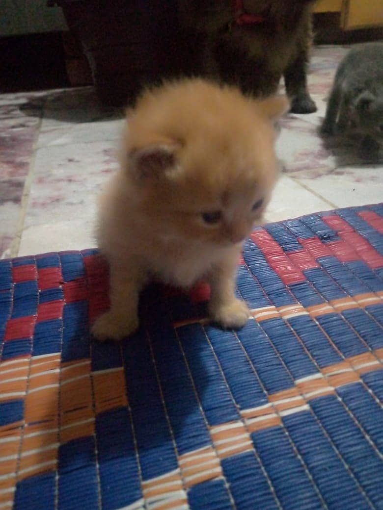 Persian kittens double coated 4