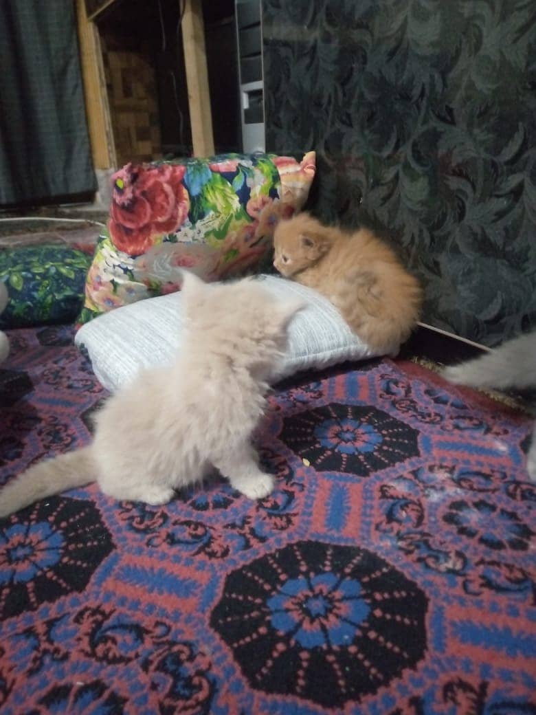 Persian kittens double coated 5