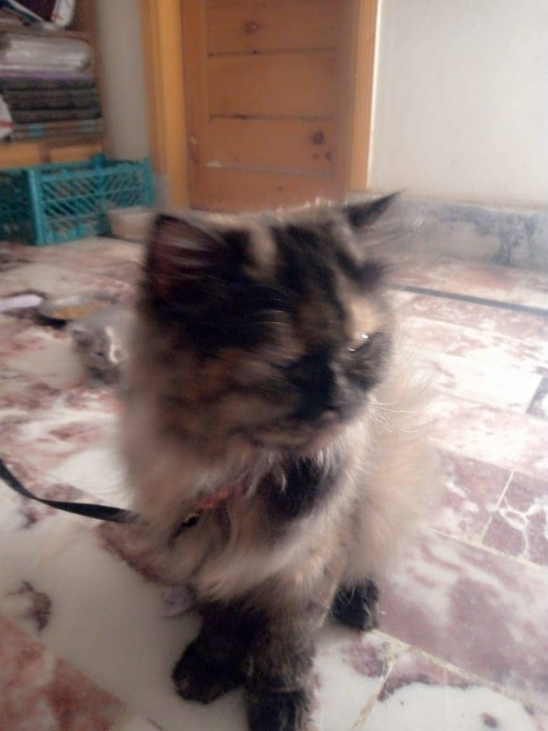 Persian kittens double coated 7