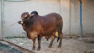 Heavy Bull Available for Qurbani 2024