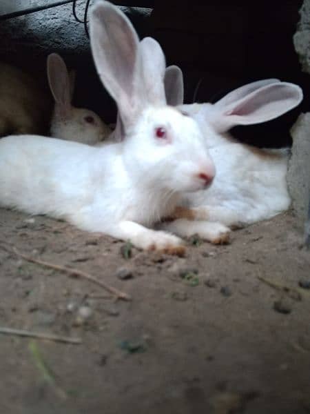 Cute Red eyes Rabbits 1