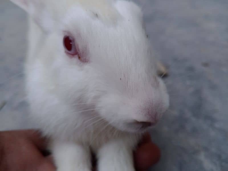 Cute Red eyes Rabbits 3