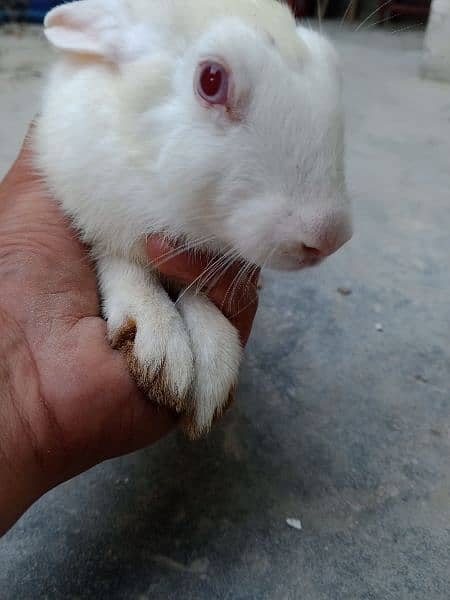 Cute Red eyes Rabbits 6