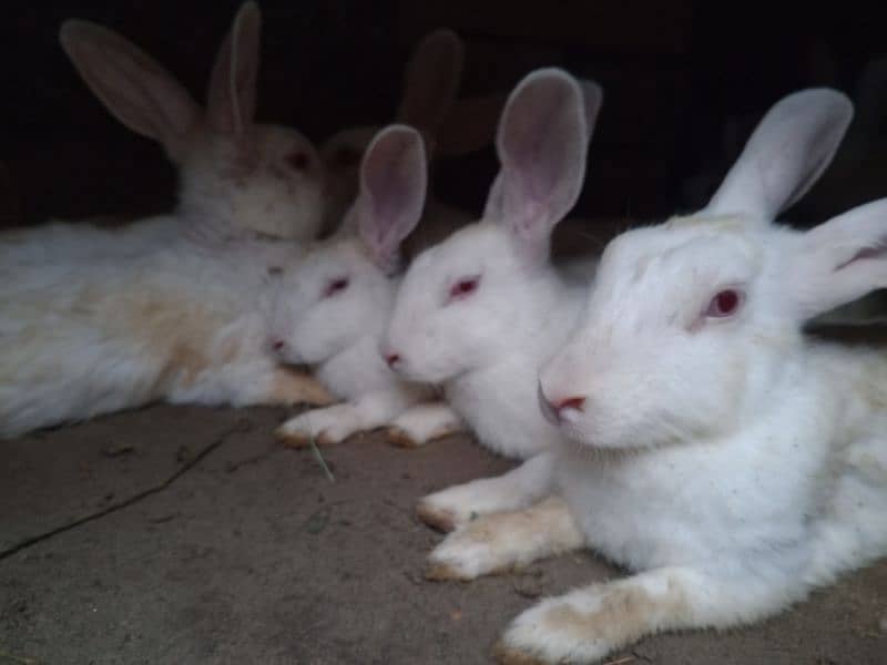 Cute Red eyes Rabbits 7