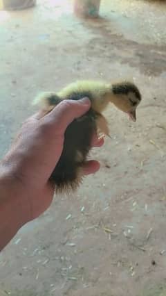 Muscovy Chicks for sale