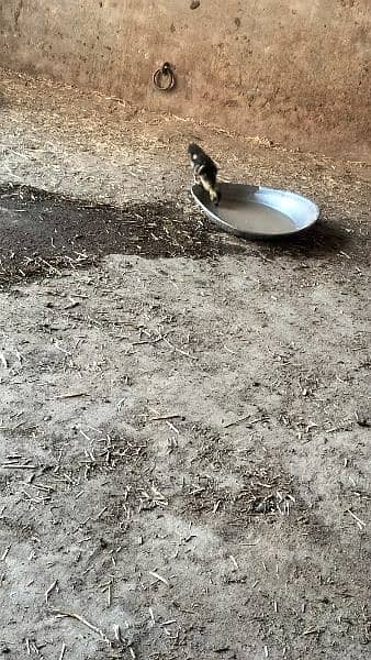 Muscovy Chicks for sale 1