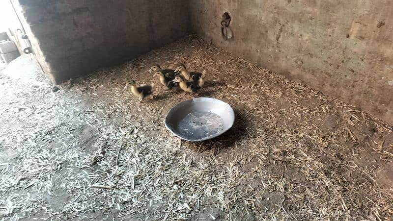 Muscovy Chicks for sale 2