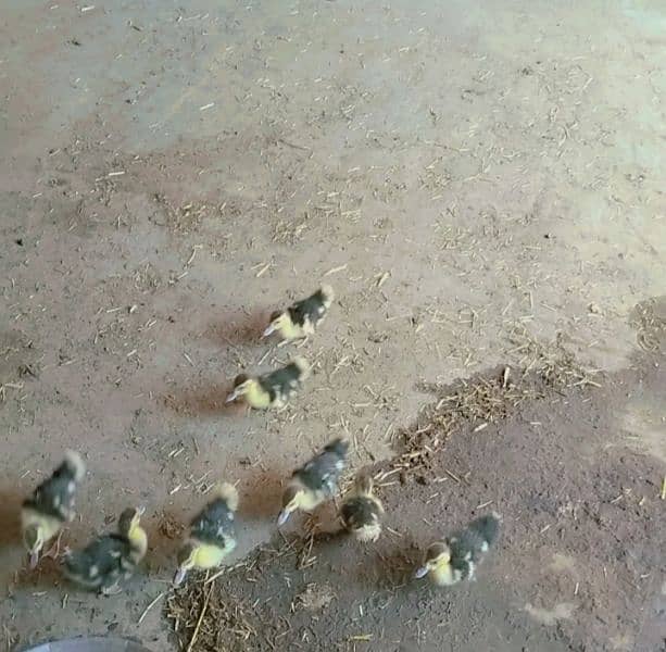 Muscovy Chicks for sale 3