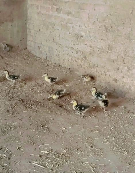 Muscovy Chicks for sale 4