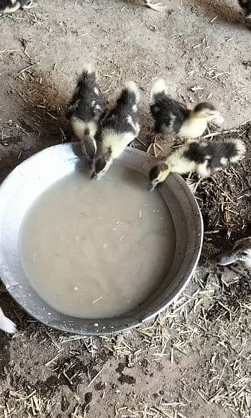 Muscovy Chicks for sale 6