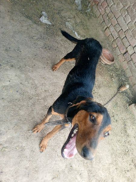 Garmen Dabarmen dog for sale 0