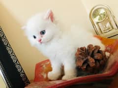 white persian triple coat kitten