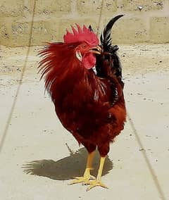 03 Best Home Rooster only Rs. 3500