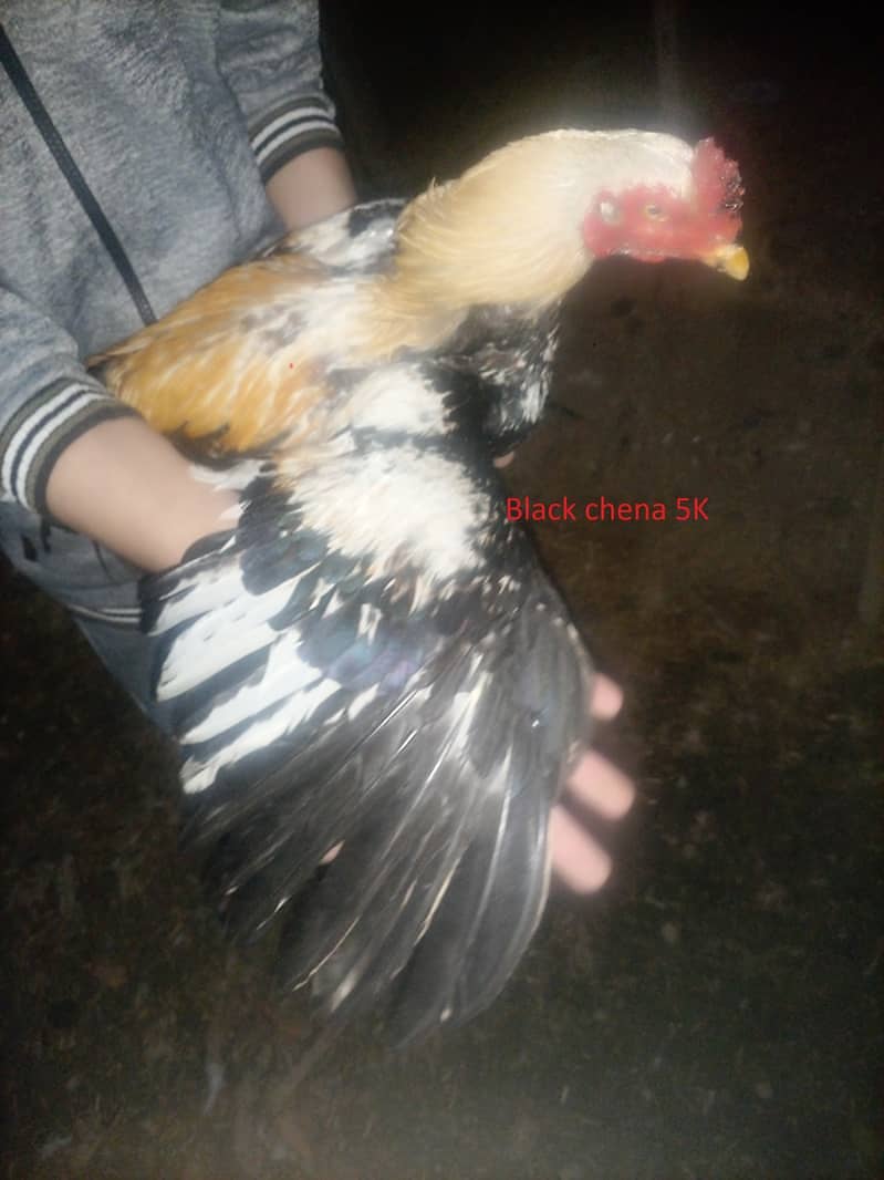 Aseel quality breeders in reasonable price 12