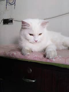 Persian female cat . only for serious person contact