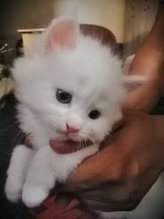 Persian Baby Kitten for sale