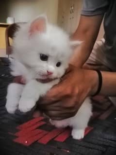 Persian Baby Kitten for sale 0