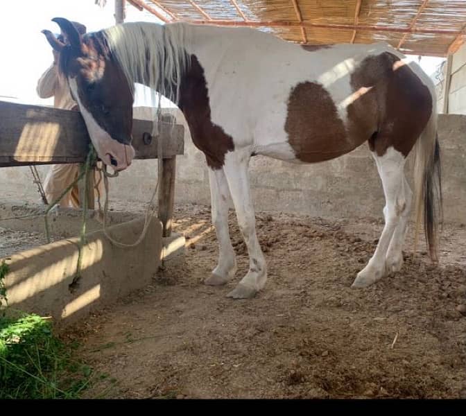 female horse 7 month pregnant 1