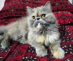 Female Persian Cat Punch Face / Turkish Cat Doll Face Prue Breed
