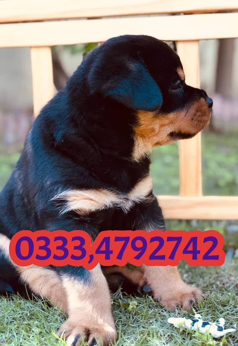 Rottweiler puppy  03334792742 2