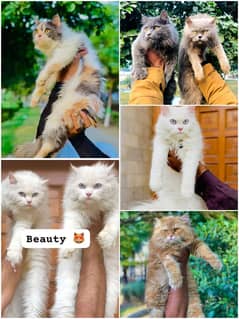 Persian cat and kittens 0