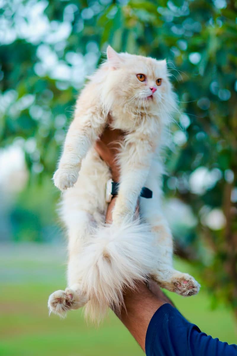 Persian cat and kittens 3