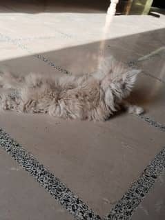 A cute Persian kitten age 3 month in the budget
