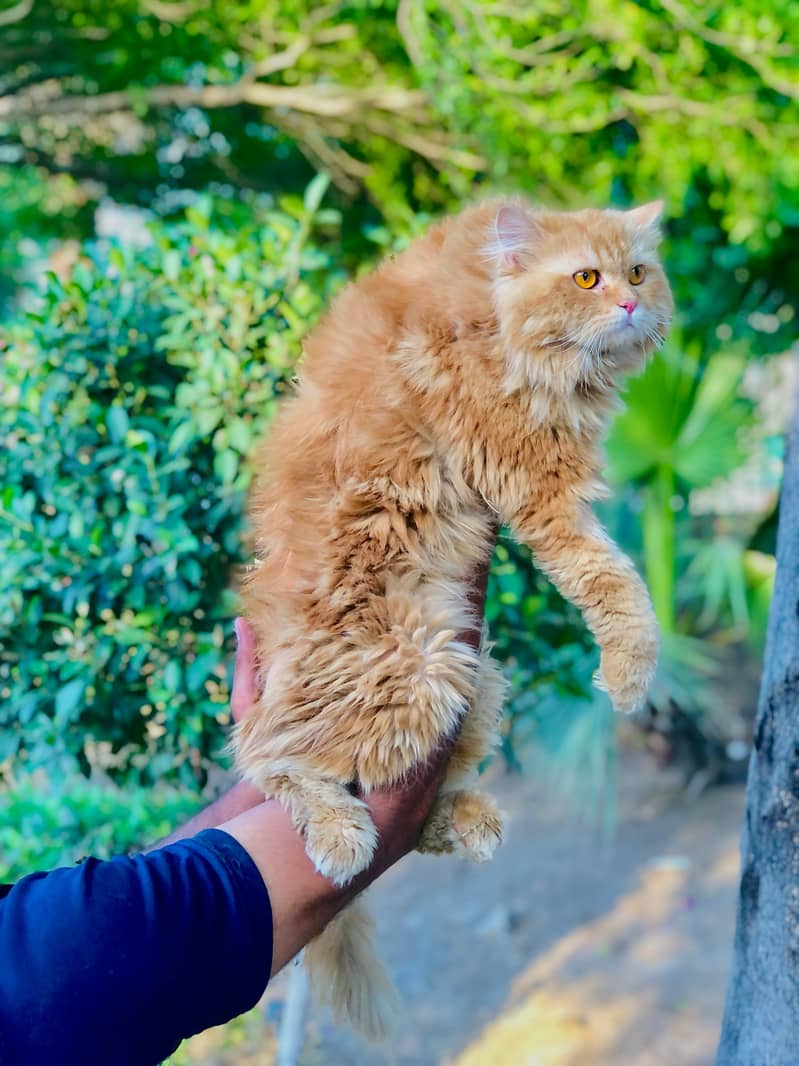 Persian cat and kittens 15