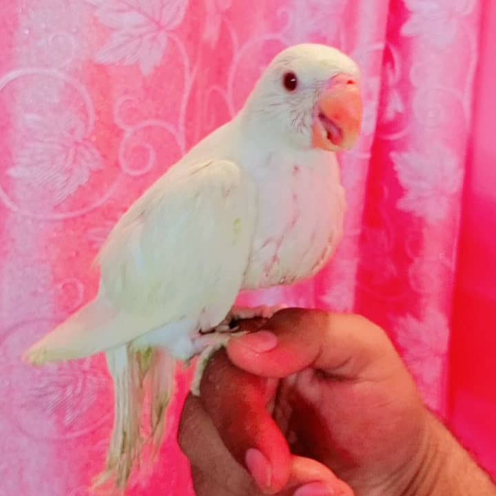 White ringneck 2 month age 1