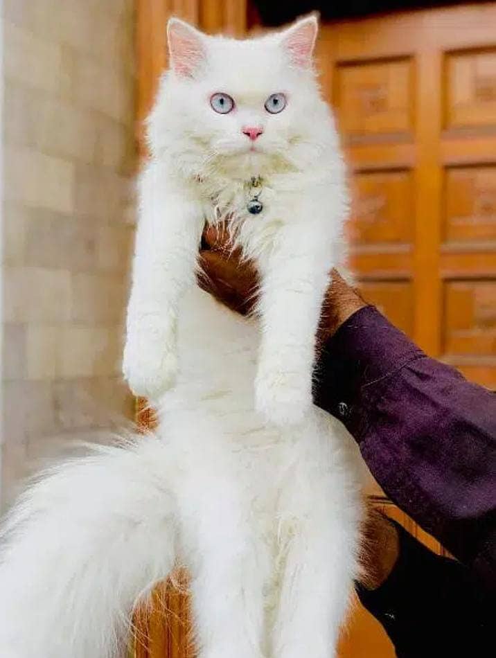 Persian cat and kitten 16