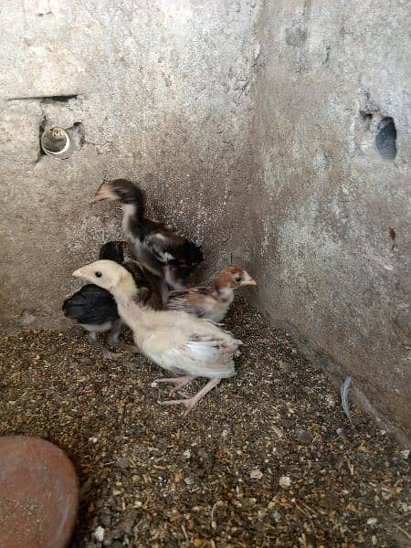 Aseel Chicks 1