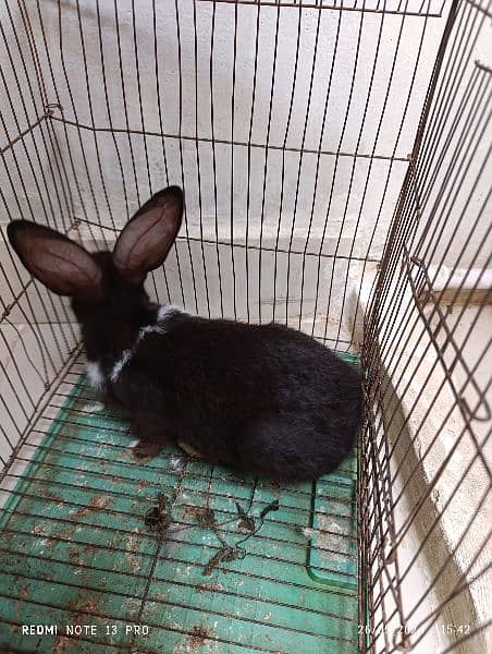 Rabbit for sale 1