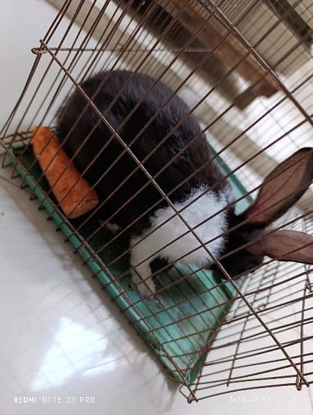 Rabbit for sale 2