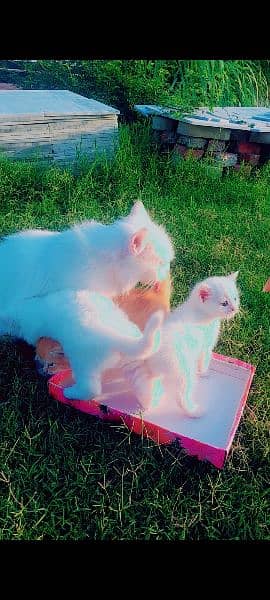 persian kitten pair for sale 1