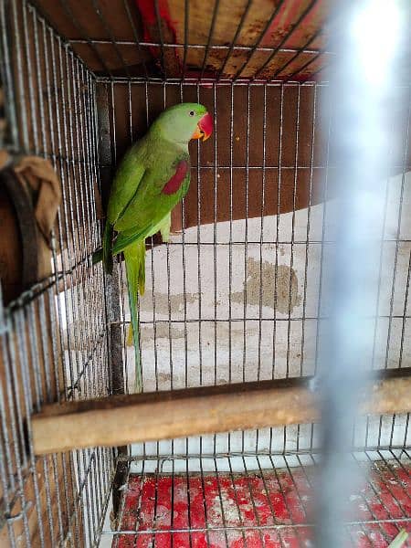 pahari parrot breeding pair 1