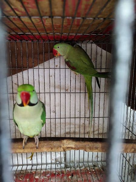 pahari parrot breeding pair 2