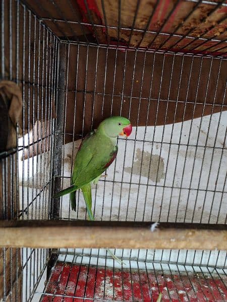 pahari parrot breeding pair 3