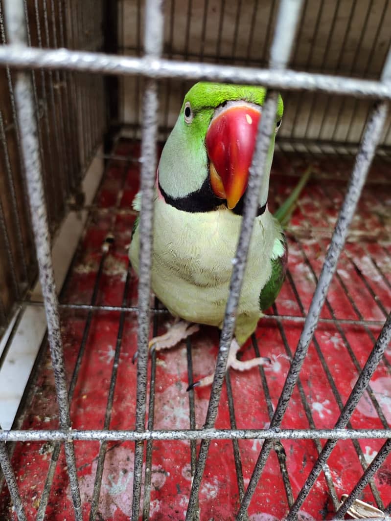 pahari parrot breeding pair 5