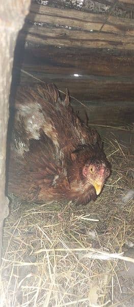 for sale two aseel kurkh hens(broody hens) 1