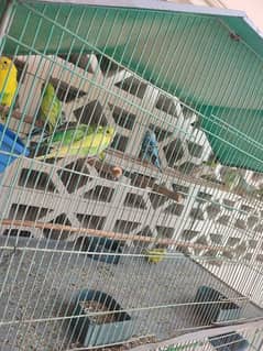 budgies parrot pair available