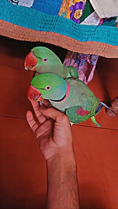 Alexandrine Raw Parrots Pair available for sell