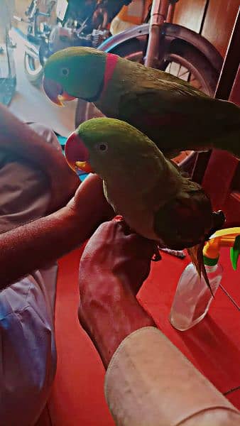 Alexandrine Raw Parrots Pair available for sell 3