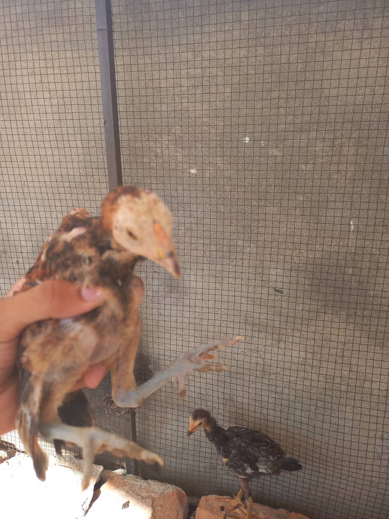 Aseel hen with four chicks 1