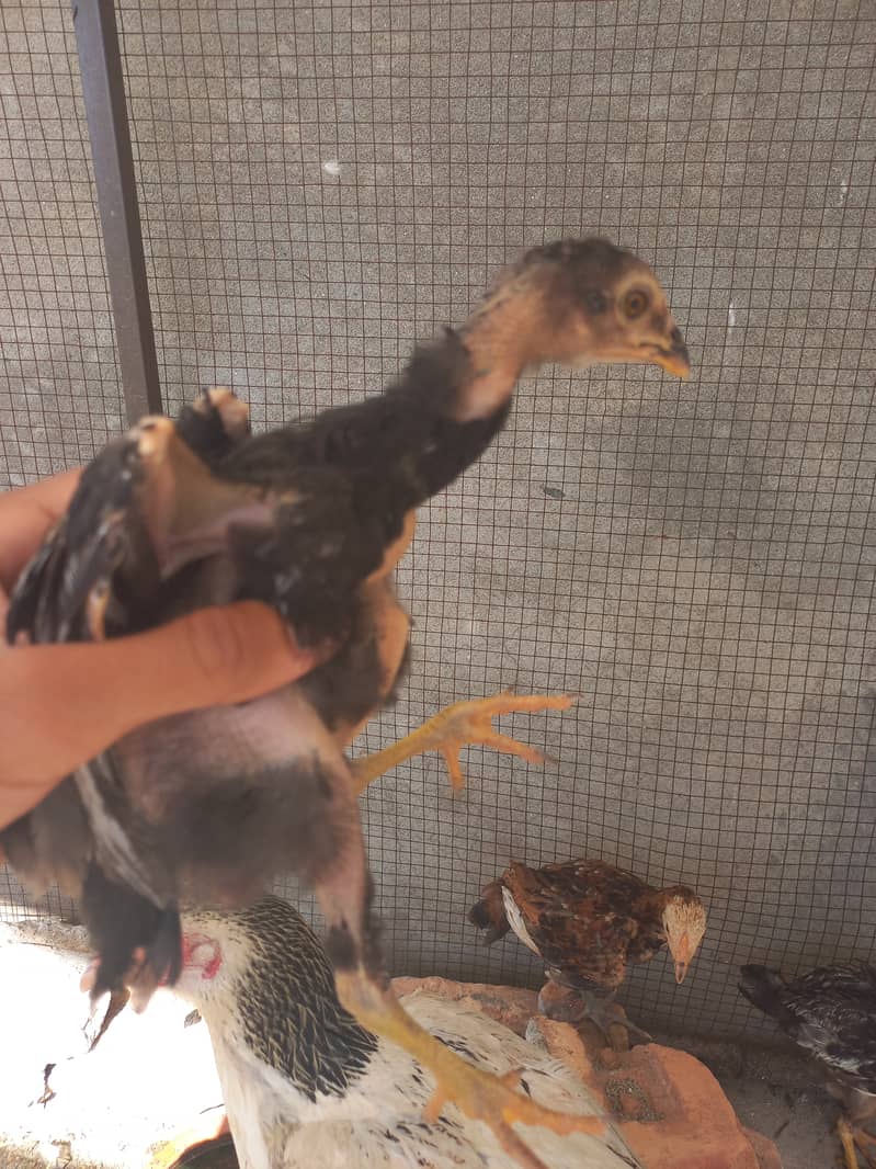 Aseel hen with four chicks 2