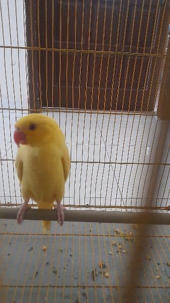 pallid grey split ringneck chicks +yellow ringneck 12