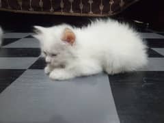 lovely Persian kittens.
