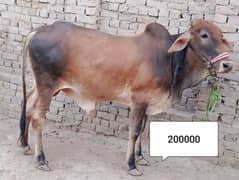 Bulls and Goats for Qurbani