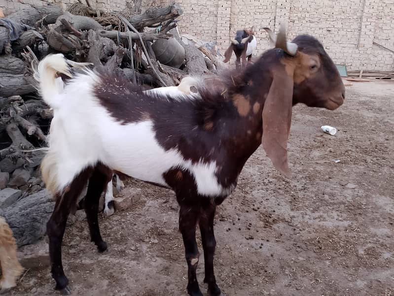 Bulls and Goats for Qurbani 6