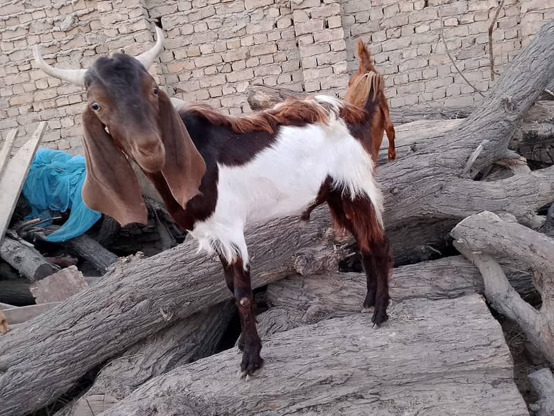 Bulls and Goats for Qurbani 9